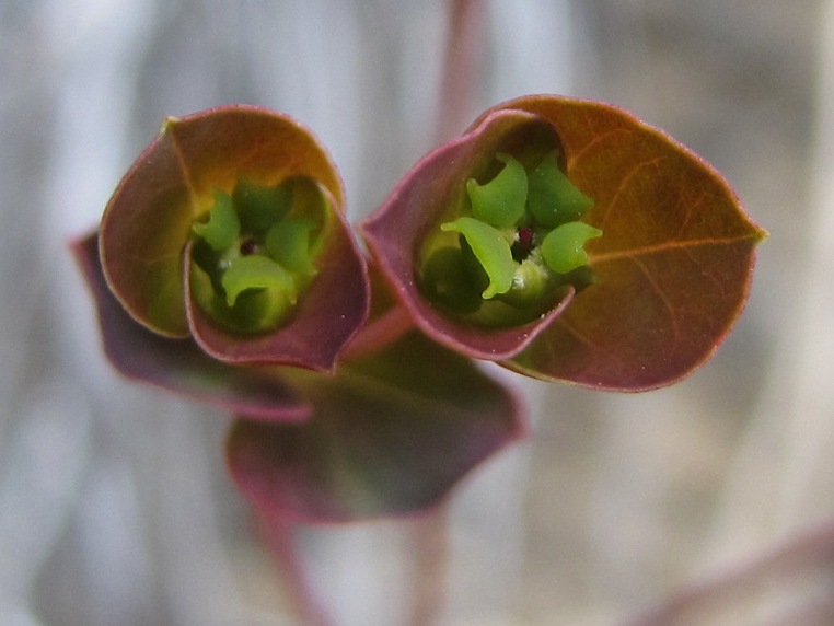 Euphorbia minuscola? - Euphorbia cfr. falcata